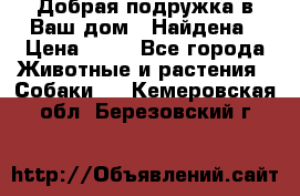 Добрая подружка,в Ваш дом!!!Найдена › Цена ­ 10 - Все города Животные и растения » Собаки   . Кемеровская обл.,Березовский г.